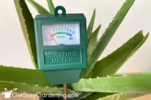 aloe vera moisture meter level|aloe vera watering requirements.